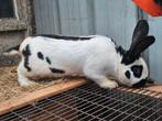 Rammelaar 1 jaar oud Reuzevlinders (Lotharinger), Dieren en Toebehoren, Konijnen, Mannelijk, Groot, 0 tot 2 jaar