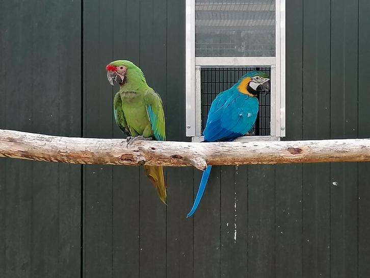 Kweekrijp koppel blauwgele ara x soldaten ara, Dieren en Toebehoren, Vogels | Parkieten en Papegaaien, Papegaai, Meerdere dieren