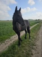 Fries merrieveulen te koop, Dieren en Toebehoren, Paarden, Minder dan 160 cm, 0 tot 2 jaar, Onbeleerd, Recreatiepaard