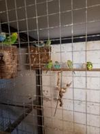 Grasparkiet, Dieren en Toebehoren, Vogels | Parkieten en Papegaaien