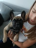 Franse Buldog Pups, Dieren en Toebehoren, Honden | Bulldogs, Pinschers en Molossers, België, Fokker | Hobbymatig, 8 tot 15 weken