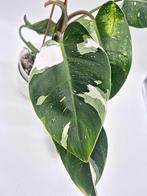 Philodendron White Princess, Huis en Inrichting, Kamerplanten, Ophalen of Verzenden