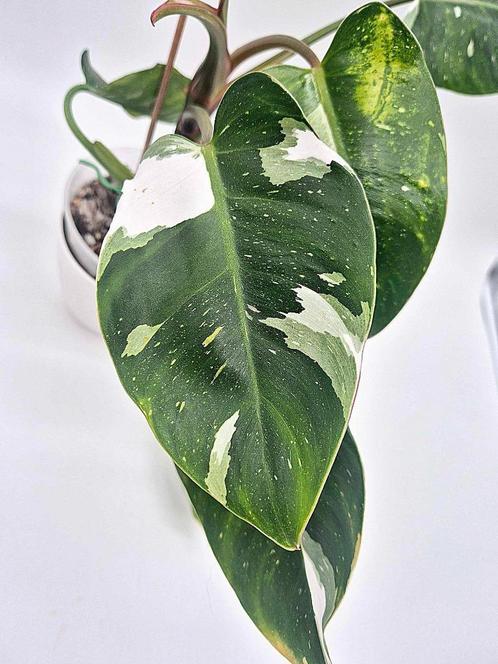 Philodendron White Princess, Huis en Inrichting, Kamerplanten, Ophalen of Verzenden