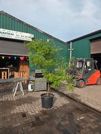 Meerstammige gleditsia triacanthos sunburst 200-250, Tuin en Terras, Ophalen