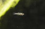 Endler Guppy fry, Dieren en Toebehoren, Vissen | Aquariumvissen, Zoetwatervis, Schoolvis, Vis