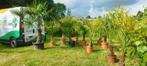 Trachycarpus fortunei, winterharde palmbomen, Ophalen of Verzenden, Zomer, In pot, Overige soorten