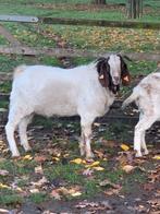 Boergeit bok, Dieren en Toebehoren, Schapen, Geiten en Varkens