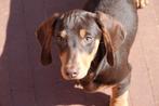 Prachtige kortharige dwerg teckel pup (dwergteckel), Dieren en Toebehoren, Honden | Teckels en Dashonden, België, CDV (hondenziekte)