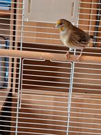 Kanarie x putter, Dieren en Toebehoren, Vogels | Kanaries