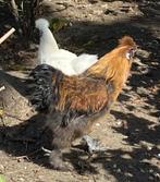 Zijdehoen haantje, Dieren en Toebehoren, Pluimvee, Mannelijk, Kip