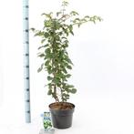 Hydrangea anomala petiolaris, Klimhortensia, Tuin en Terras, Planten | Tuinplanten, Vaste plant, Ophalen of Verzenden, Halfschaduw