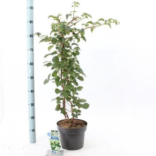 Hydrangea anomala petiolaris, Klimhortensia, Tuin en Terras, Planten | Tuinplanten, Vaste plant, Klimplanten, Halfschaduw, Zomer