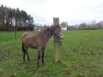 pony te koop, Vermifugé, Poney de récréation, Plusieurs animaux, Poney D (1.37 m à 1.48m)