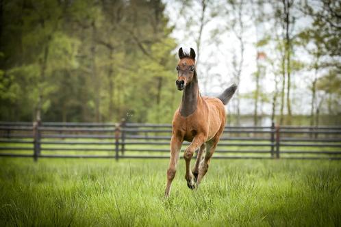 Haras de pur-sang arabe, Animaux & Accessoires, Poneys, Étalon, Ne s'applique pas, 0 à 2 ans, Avec pedigree, Avec puce électronique