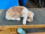 Franse hangoor ram, Mannelijk, Groot, 0 tot 2 jaar