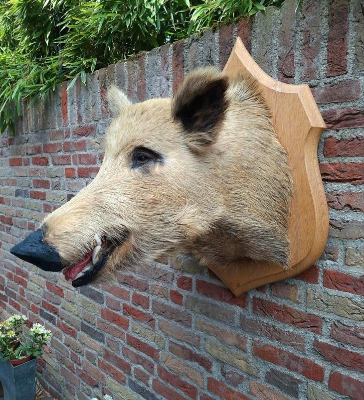 Opgezet blond zwijn taxidermy opgezette jacht schedel hert, Verzamelen, Dierenverzamelingen, Gewei of Kop, Wild dier, Ophalen