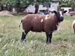 Baggerbonte dekbok, Dieren en Toebehoren, Schapen, Geiten en Varkens, Mannelijk, Schaap