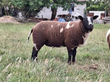 Baggerbonte dekbok, Mâle, Mouton