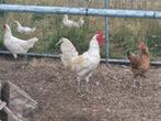 LACHKIP OF AYAM KETAWA, Dieren en Toebehoren, Pluimvee