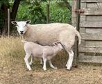 Ooi met lam (ram), Dieren en Toebehoren