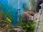 Neon Tetra, Dieren en Toebehoren