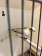 Botvink witgrijze pop, Dieren en Toebehoren