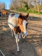 2 jarige pinto, Dieren en Toebehoren, Paarden, Minder dan 160 cm, 0 tot 2 jaar, Hengst, Onbeleerd