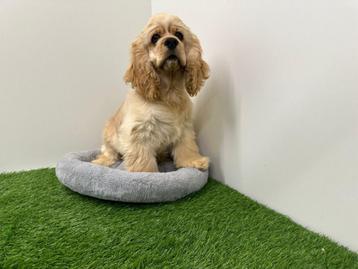 Chiots Cocker Spaniel américain, Parvovirose, Chienne, Belgique, Plusieurs