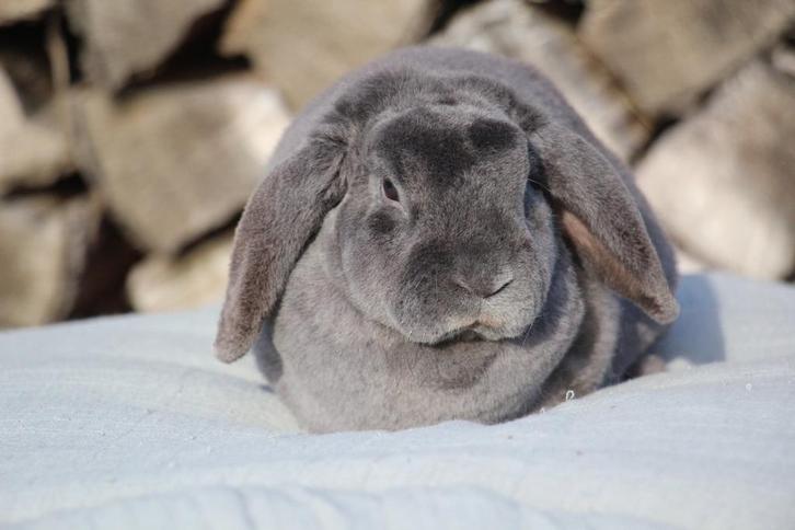 Rex widder hangoor voedsters, Animaux & Accessoires, Lapins, Petit, Femelle, 0 à 2 ans, Oreilles tombantes