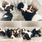 Beagle pupjes bij ons geboren 🐶💖, Dieren en Toebehoren, België, Beagle, CDV (hondenziekte), 8 tot 15 weken
