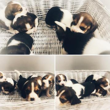 Beagle pupjes bij ons geboren 🐶💖 beschikbaar voor biedingen
