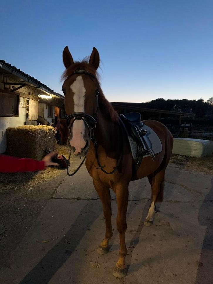Te koop: Medard Royal – 3,5-jarige vos ruin (Franse draver), Dieren en Toebehoren, Paarden, Ruin, Zadelmak, 165 tot 170 cm, 3 tot 6 jaar