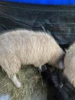 Mouton femelle texel, Dieren en Toebehoren, Schapen, Geiten en Varkens