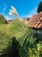 siergrassen, Tuin en Terras, Planten | Bomen, Ophalen
