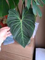 Mooie Kamerplanten en stekjes, Huis en Inrichting, Kamerplanten, Ophalen