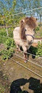 Mini hengst paardje, Animaux & Accessoires, Chevaux, Étalon, 3 à 6 ans, Vermifugé