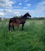 Fokmerrie met internationale 1,40 prestaties, Dieren en Toebehoren, Paarden, Merrie, Springpaard, Z, 170 tot 175 cm