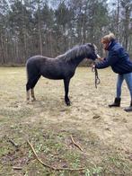 Welsh selectie A jaarling, Dieren en Toebehoren, Merrie, A pony (tot 1.17m), Onbeleerd, Recreatiepony