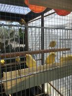 KOPPELS: ZEBRAVINK - PADDAS - DIAMANTDUIF  - JAP.MEEUW, Dieren en Toebehoren, Meerdere dieren, Tropenvogel