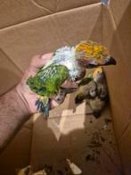 Mooie zonparkiet babys, Dieren en Toebehoren, Vogels | Parkieten en Papegaaien