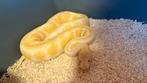 Ball python man, Dieren en Toebehoren, Slang, Tam, 0 tot 2 jaar