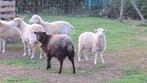 Skudde ooitjes, Dieren en Toebehoren, Schapen, Geiten en Varkens, Schaap