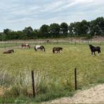 Plekje vrij op Paddock Paradise te Hoogerheide, Nederland, Dieren en Toebehoren, Stalling en Weidegang, Weidegang, 1 paard of pony