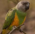 Zoek mannelijke bonte boer youyou, Mannelijk