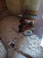 Lieve haantjes, Dieren en Toebehoren, Pluimvee, Mannelijk, Kip