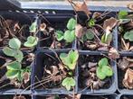 aarbeiplanten ostara 1 eur per plant, Ophalen, Fruitplanten