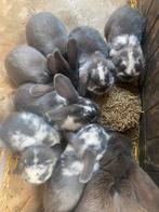 Baby Dwergkonijntjes, Dieren en Toebehoren, Konijnen, Meerdere dieren, Dwerg, Hangoor, 0 tot 2 jaar