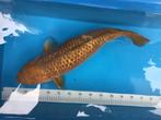 Japanse koi Chagoi ginrin, Dieren en Toebehoren, Karper of Koi