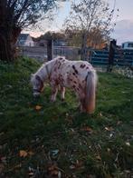 Apalousa ruintje, Dieren en Toebehoren