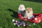 Keeshond pup ,dwergkees ,pomeriaan ,spitz, Dieren en Toebehoren, België, Keeshond, 15 weken tot 1 jaar, CDV (hondenziekte)